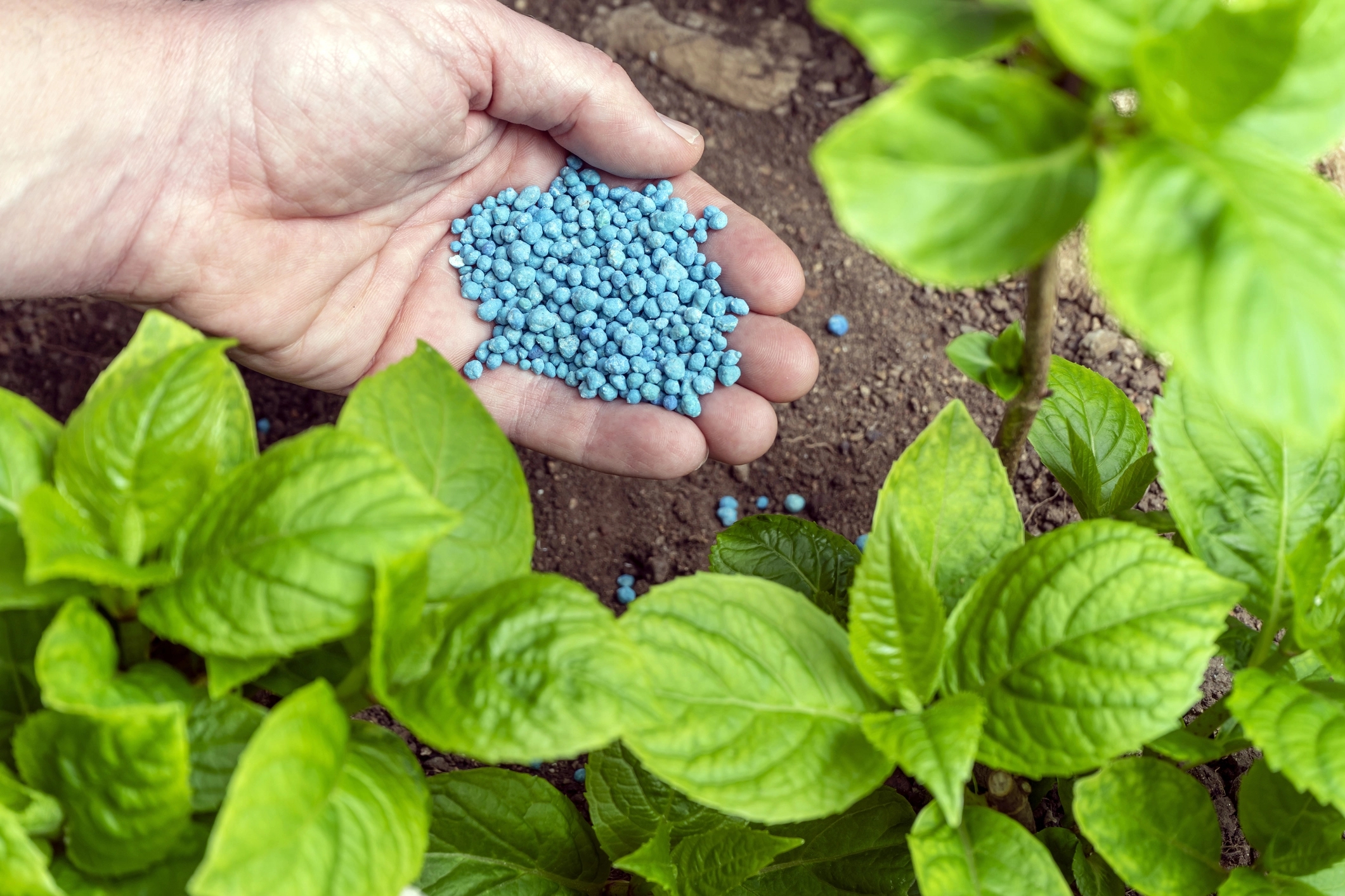 Hand of a farmer gives granulated fertilizer to a crop.