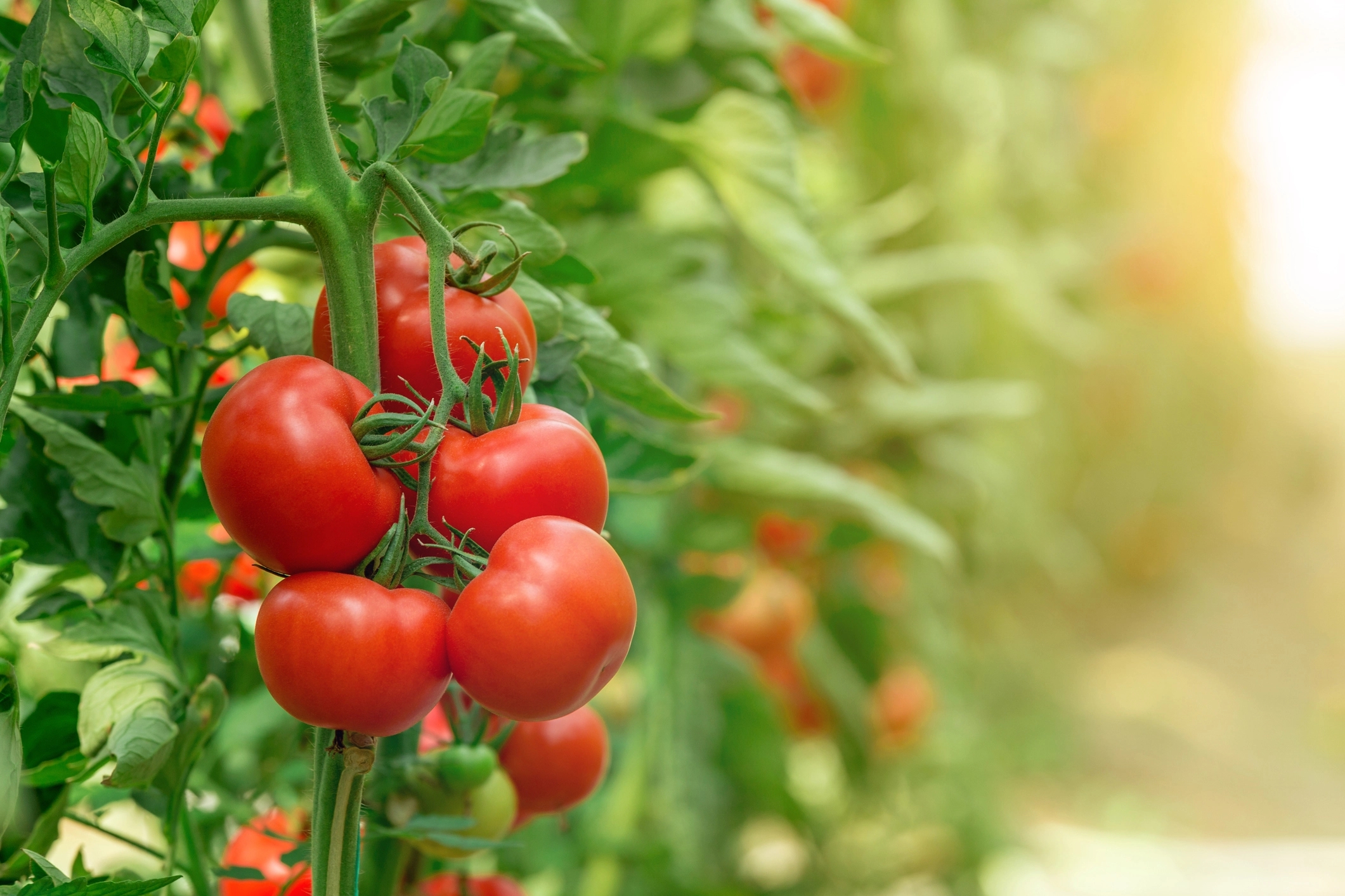 Hand eines Farmers, der junge Pflanzen im Gewächshaus setzt