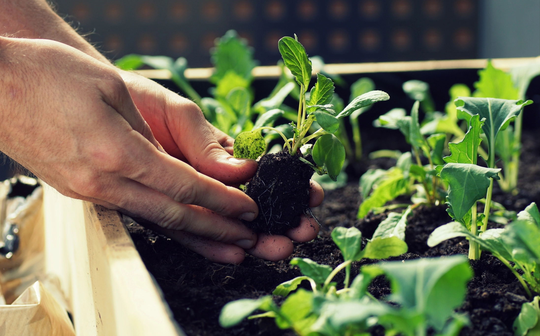 Vegetable seedling planting.