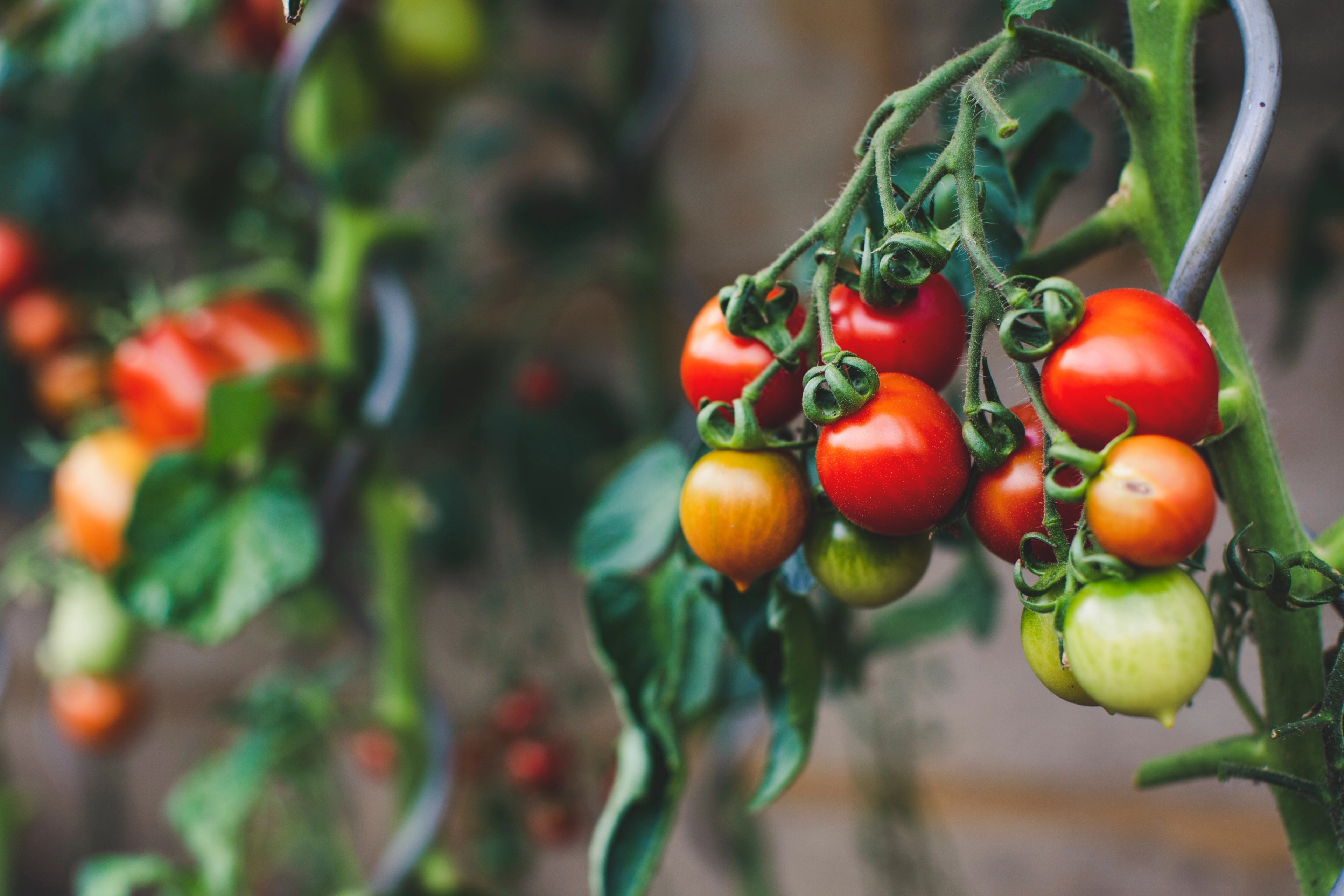 Growing healthy tomato plants.