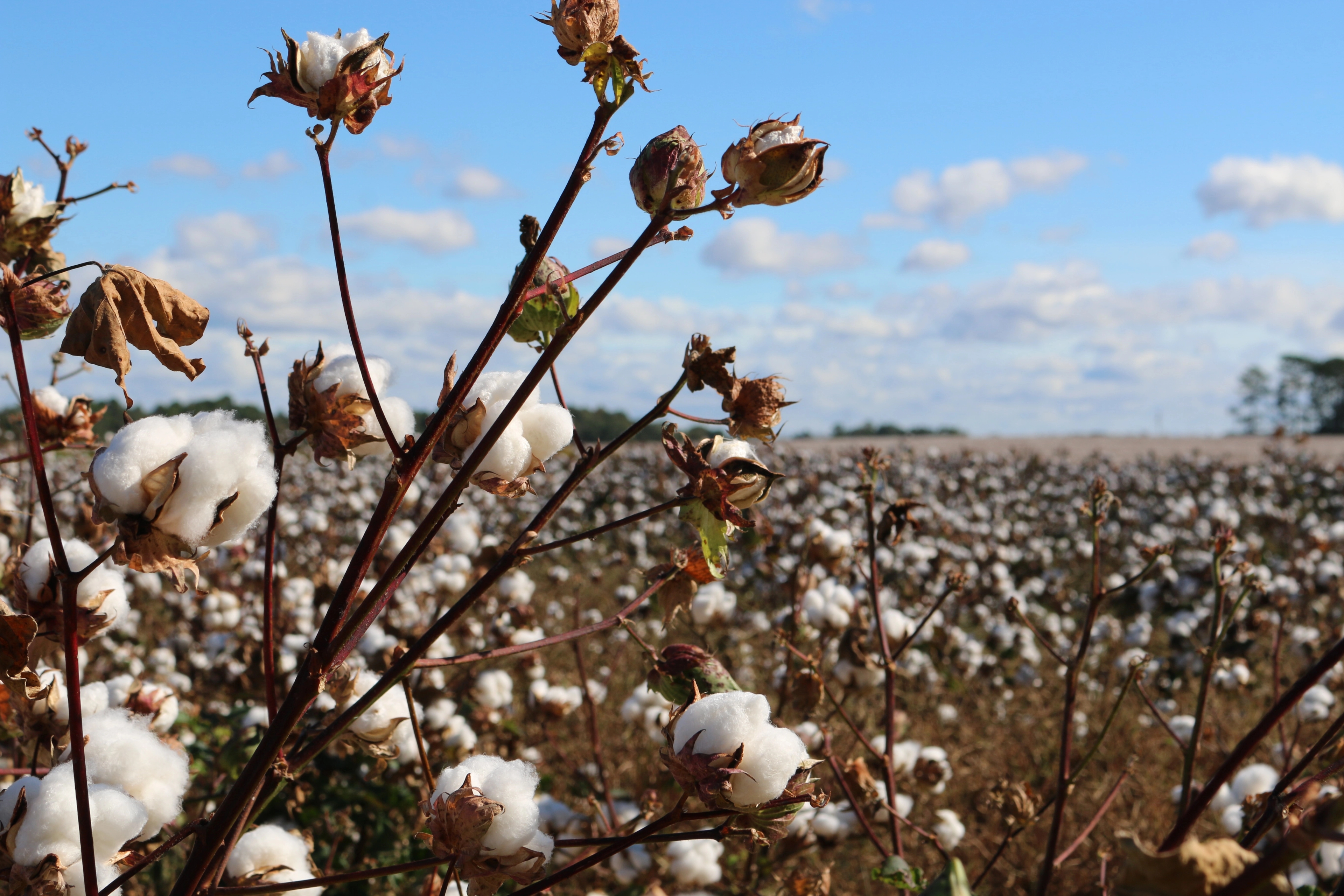 Field of cotton.