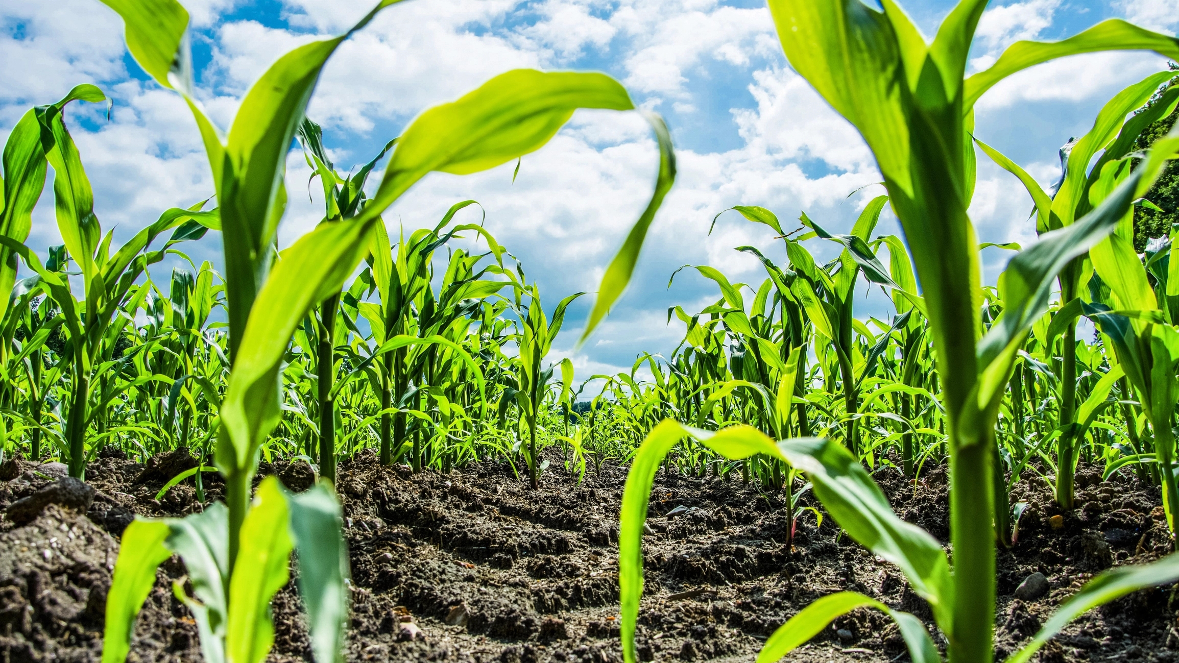 Primer plano de plantas de maíz en crecimiento en un día soleado.