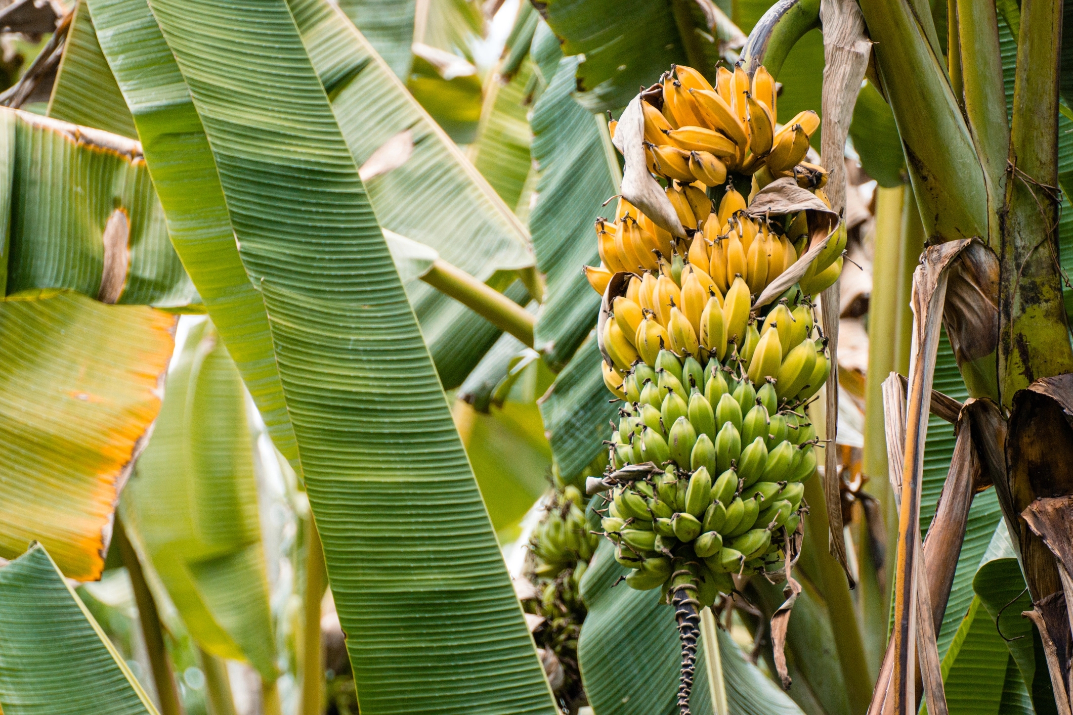 Banana tree with ripe and not yet fully ripe fruits.