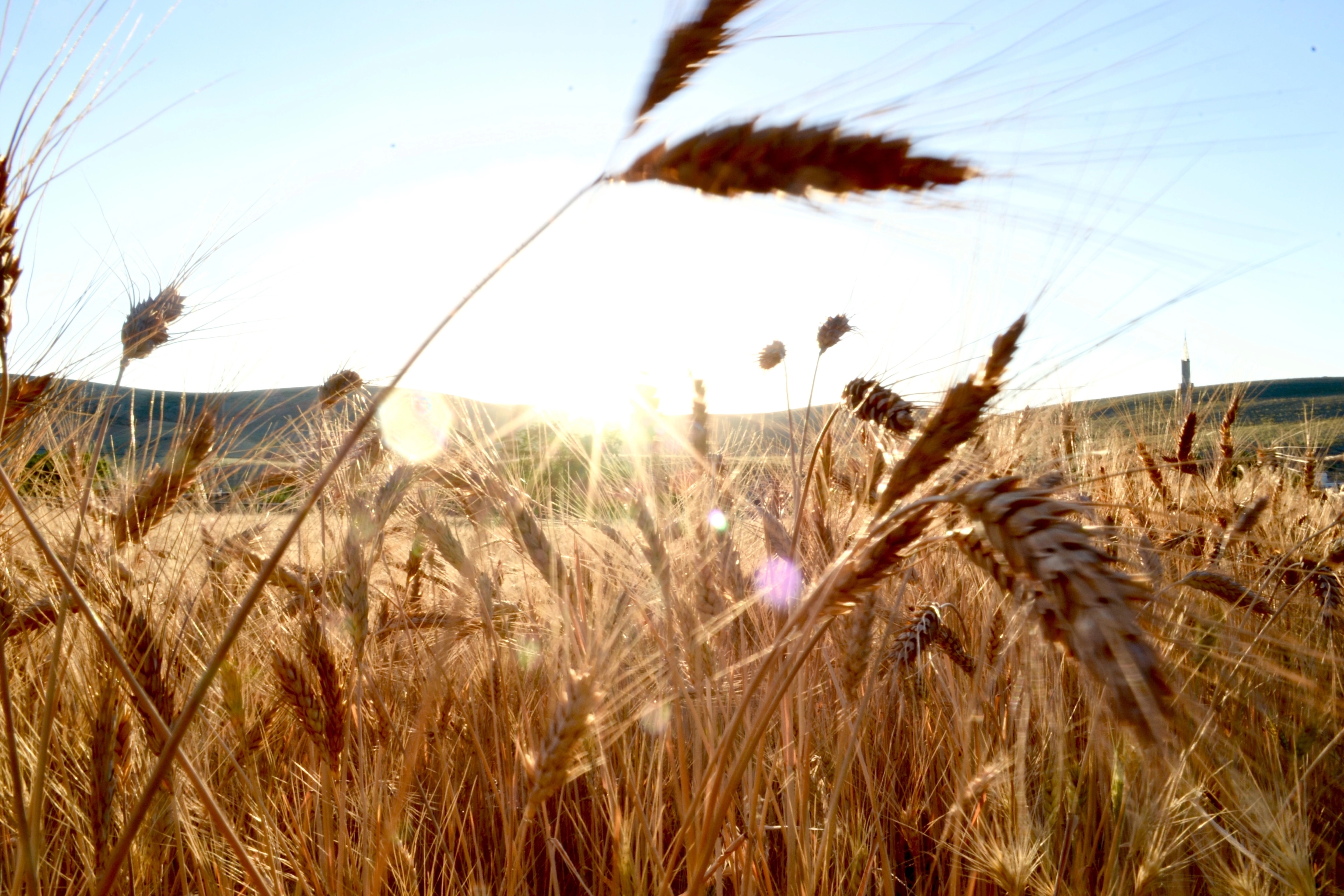 Brown wheat field on a sunny day.