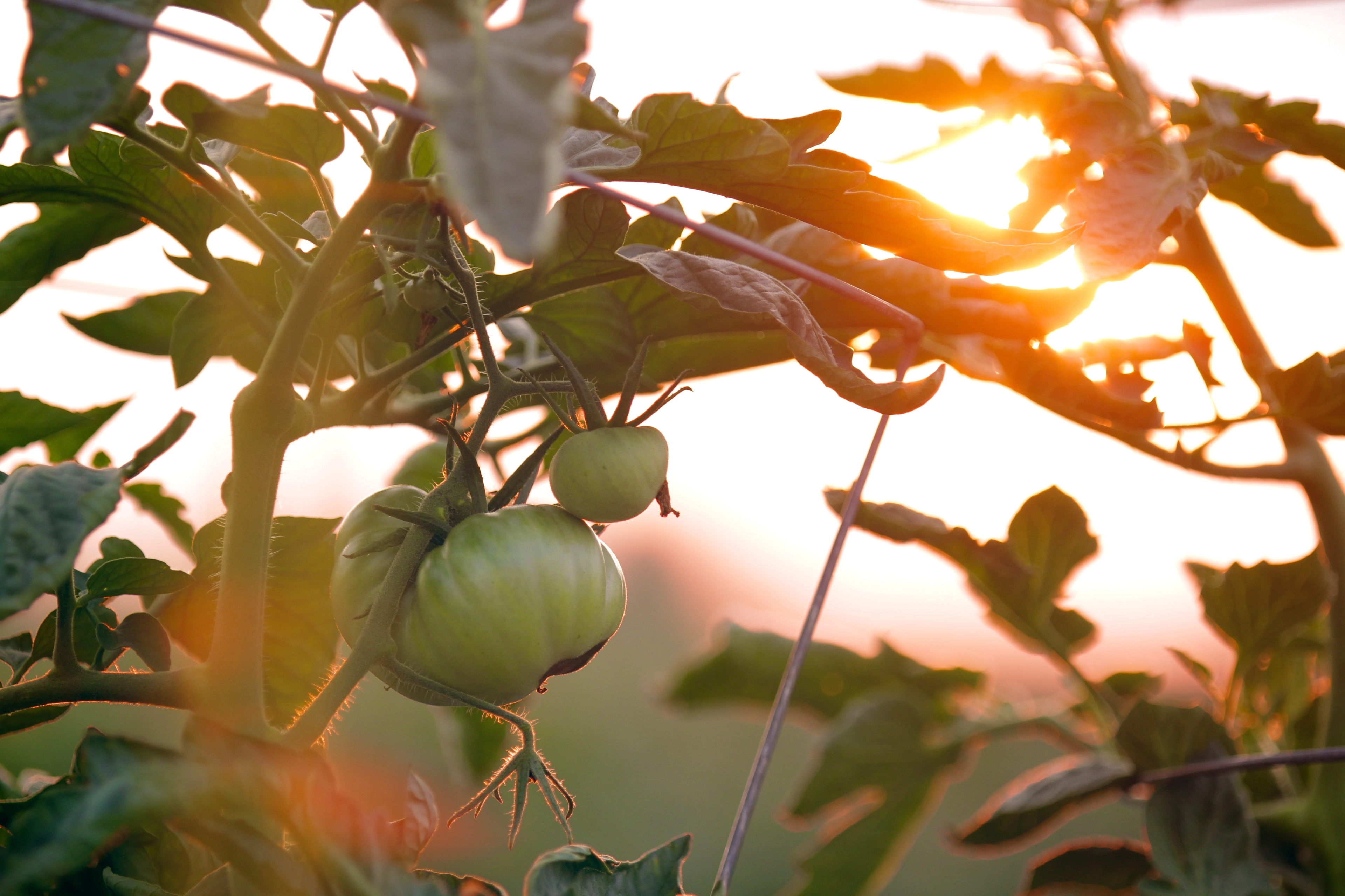 Picture of a tomato plant.
