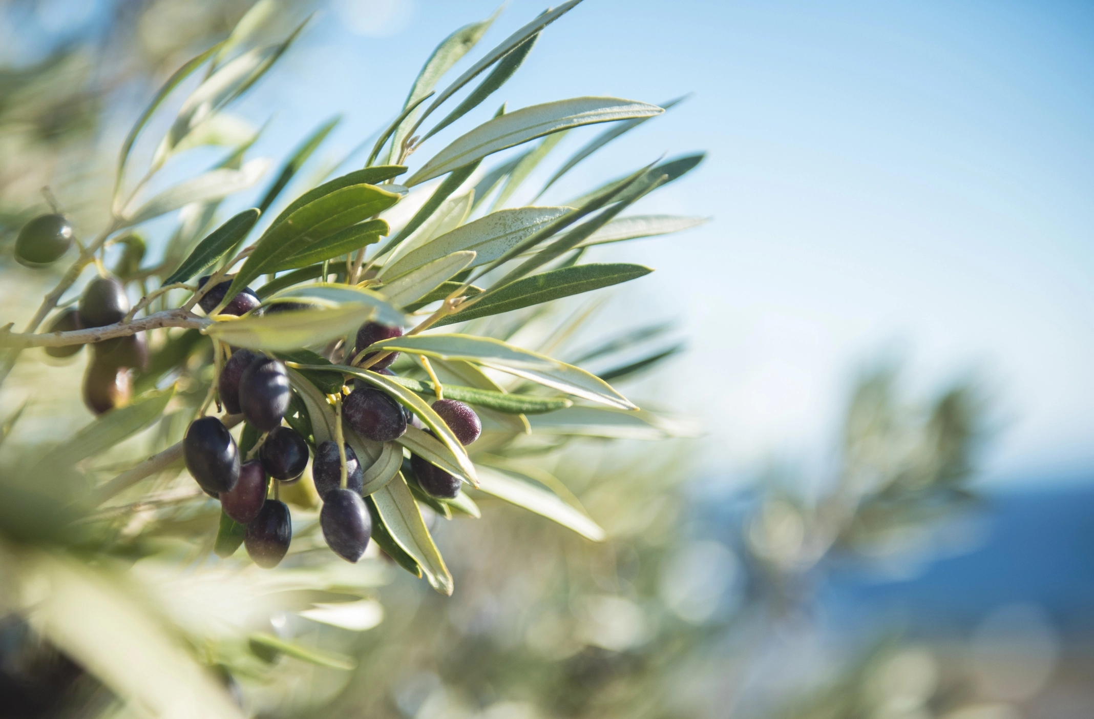 A Branch of an olive tree with black olives on a sunny day.